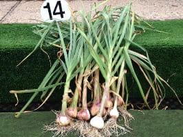 Garlic at Flagstaff
