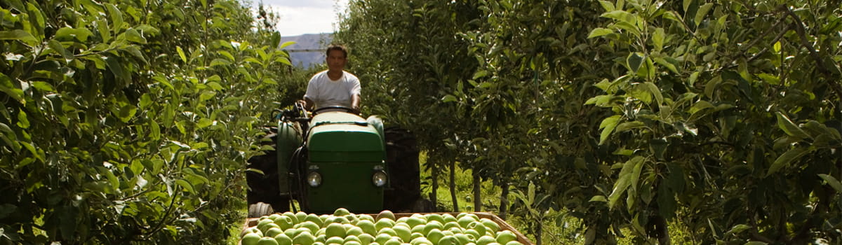 Man on a tractor farming apples