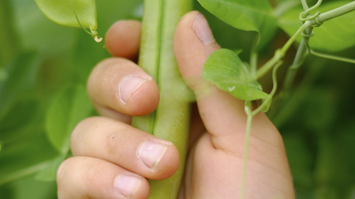 Child's hand picking beans from a tree