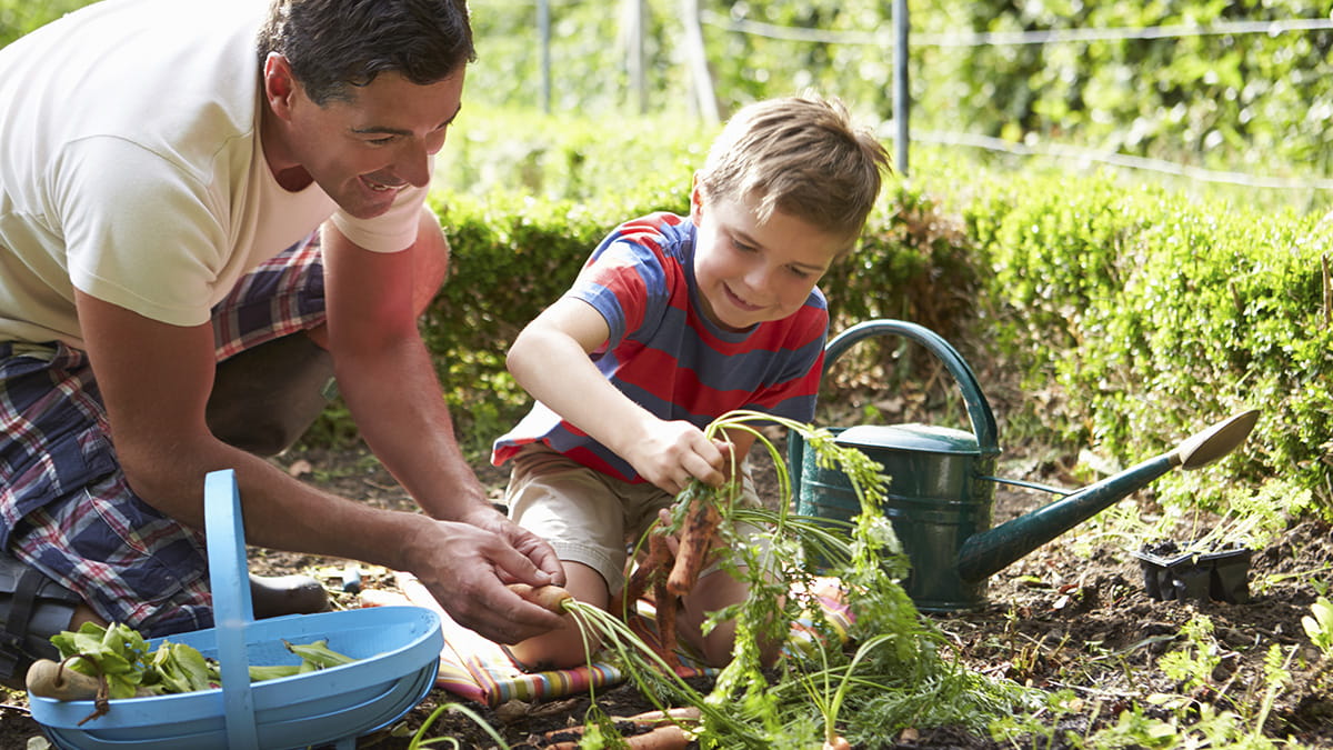 Boy growing vegetables with his father