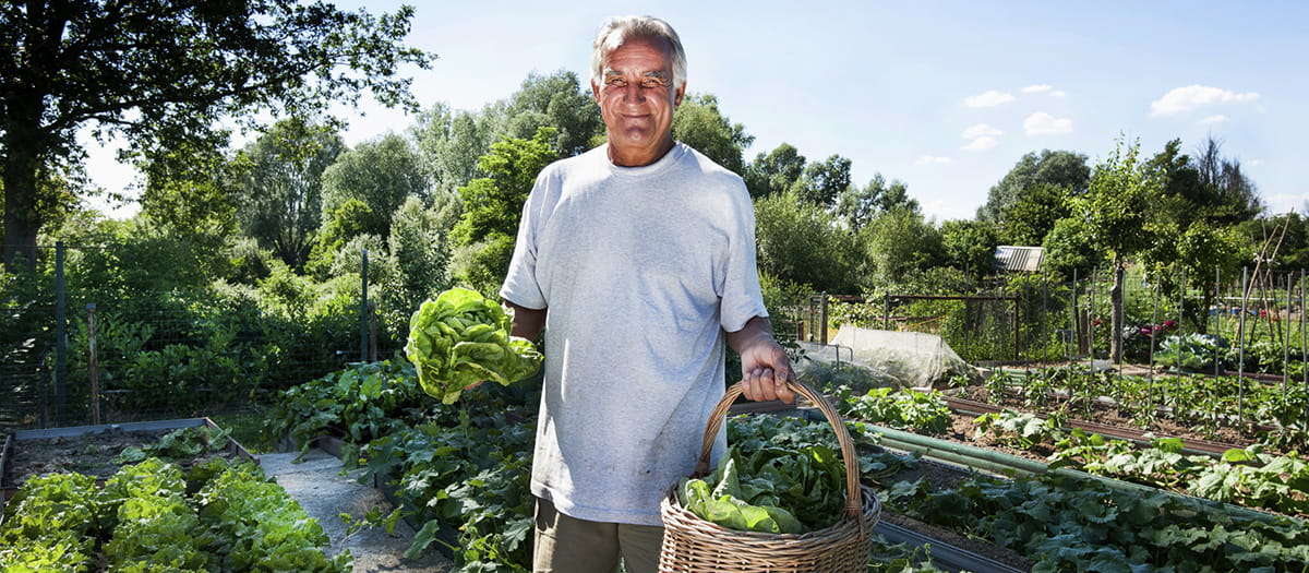 Man growing vegetables