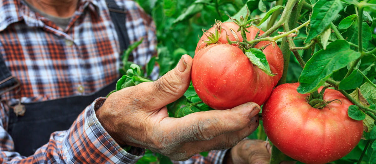 Man picking tomatoes