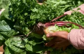 A pair of hands is holding a bunch of parsley, beetroot and lettuce above a wooden box filled with other fresh, green produce. 